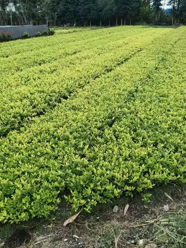 网球拍线一般重多少